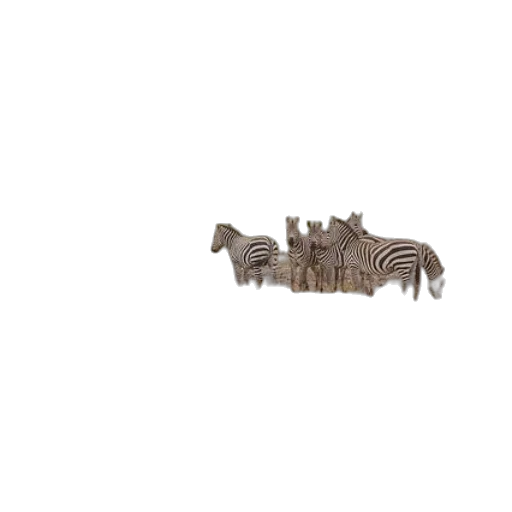 animal, furniture, jewelry, creature transparent PNG cut-out