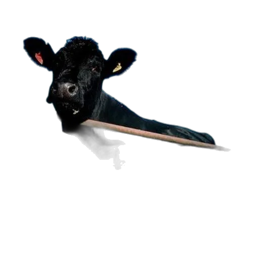 animal, mask, hat, creature transparent PNG cut-out