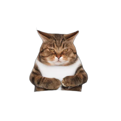 jacket, animal, staff, creature transparent PNG cut-out