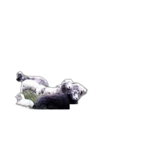 animal, creature, shoes, hair transparent PNG cut-out