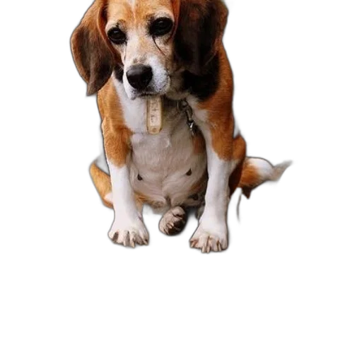 animal, creature, staff, face transparent PNG cut-out
