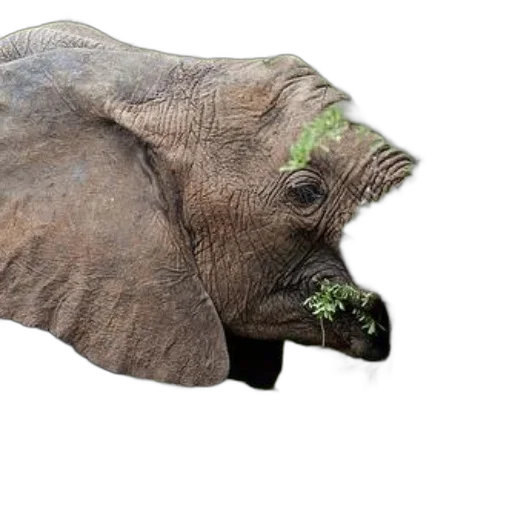 animal, creature, face, mask transparent PNG cut-out