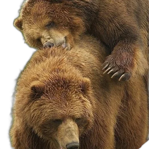 animal, jewelry, photorealistic, brown transparent PNG cut-out