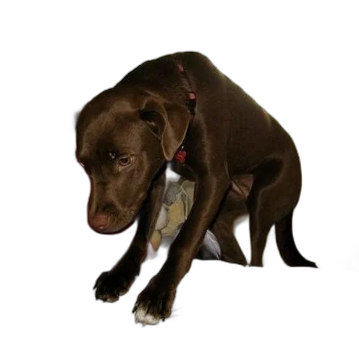 staff, animal, creature, weapon transparent PNG cut-out