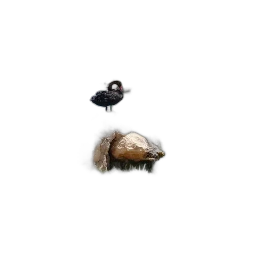 hat, animal, hair, creature transparent PNG cut-out