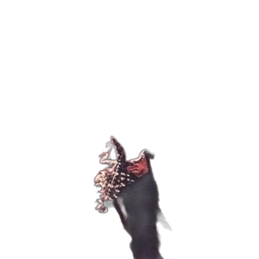 creature, animal, shoes, hat transparent PNG cut-out