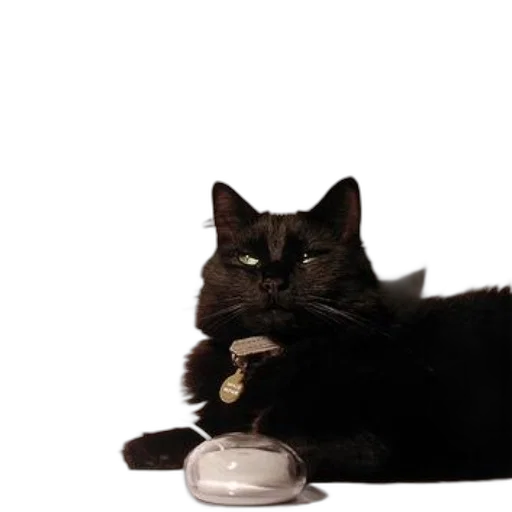 food, animal, staff, jewelry transparent PNG cut-out