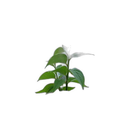 staff, flower, tree, dragon transparent PNG cut-out
