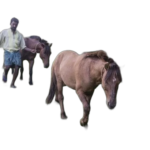 animal, creature, staff, weapon transparent PNG cut-out