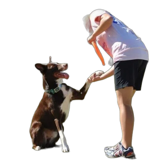 staff, animal, creature, dog transparent PNG cut-out