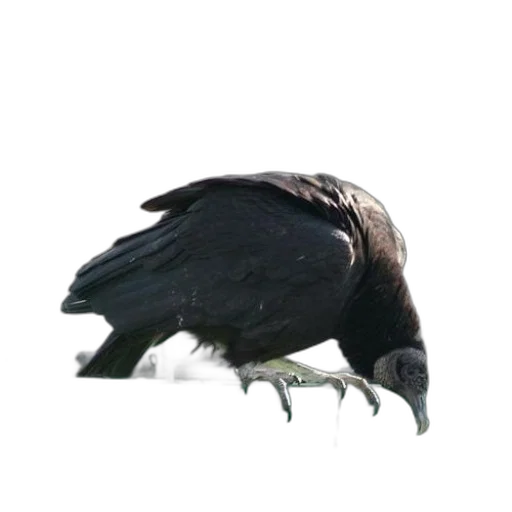 animal, creature, staff, mask transparent PNG cut-out