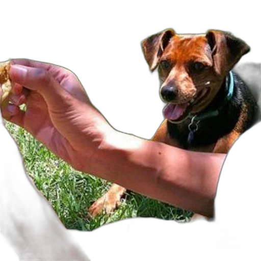 animal, staff, weapon, creature transparent PNG cut-out