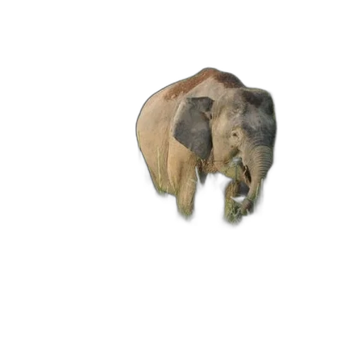 animal, creature, hat, face transparent PNG cut-out