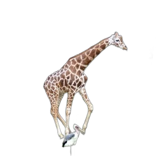 animal, creature, staff, shoes transparent PNG cut-out