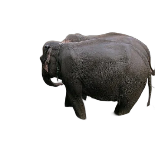 animal, creature, staff, weapon transparent PNG cut-out