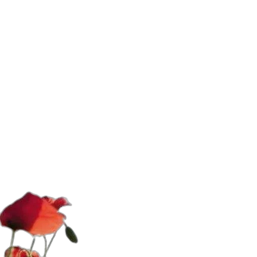 flower, hat, dress, umbrella transparent PNG cut-out