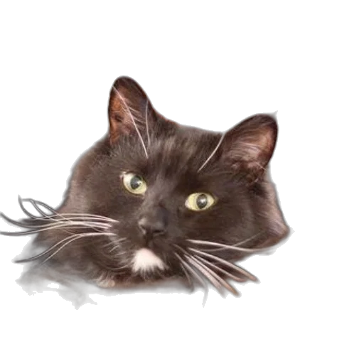 animal, creature, staff, face transparent PNG cut-out