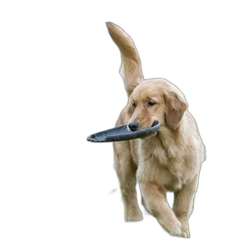 animal, weapon, staff, shoes transparent PNG cut-out