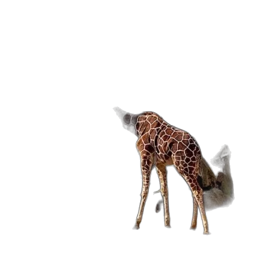 animal, creature, robot, furniture transparent PNG cut-out