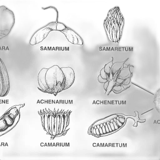 crown, creature, animal, flower transparent PNG cut-out