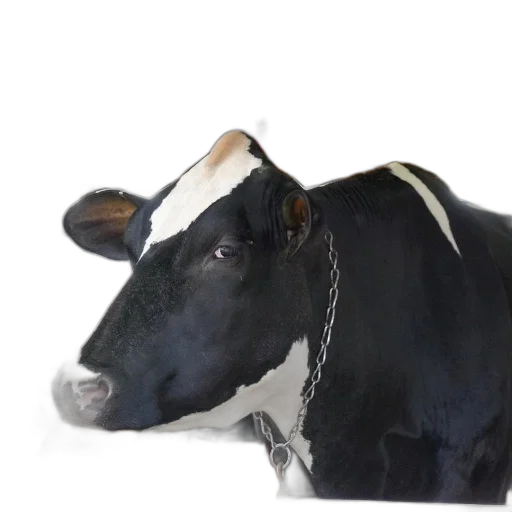 animal, food, jewelry, hat transparent PNG cut-out