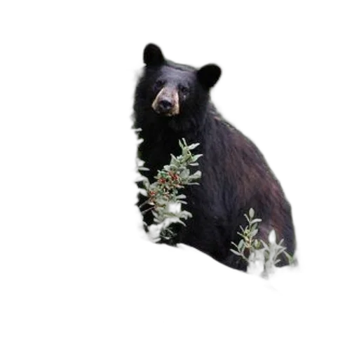 animal, creature, staff, photorealistic transparent PNG cut-out