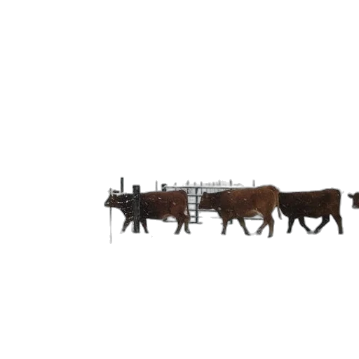 animal, furniture, weapon, car transparent PNG cut-out