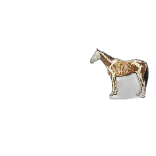 animal, furniture, creature, jewelry transparent PNG cut-out