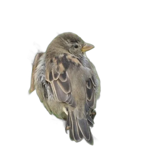 animal, staff, creature, food transparent PNG cut-out