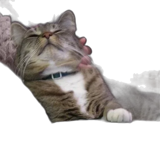 animal, creature, staff, face transparent PNG cut-out