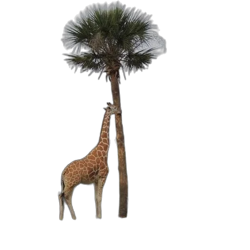 umbrella, tree, animal, hat transparent PNG cut-out