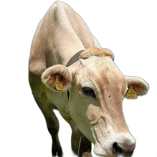 animal, face, jewelry, food transparent PNG cut-out