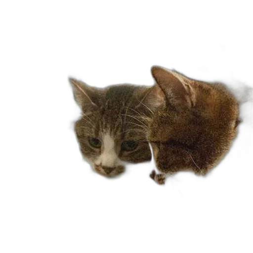 animal, creature, hat, staff transparent PNG cut-out