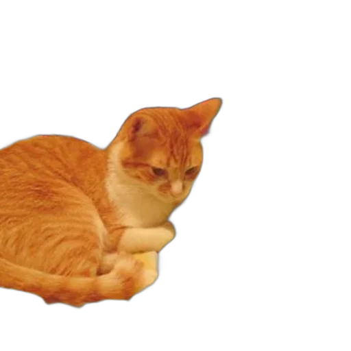 animal, food, crown, creature transparent PNG cut-out