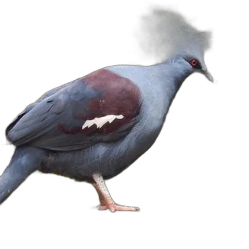 animal, creature, staff, hat transparent PNG cut-out