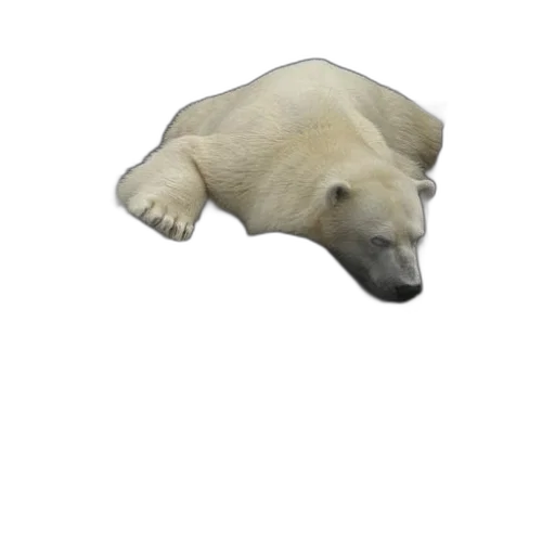 animal, creature, face, staff transparent PNG cut-out