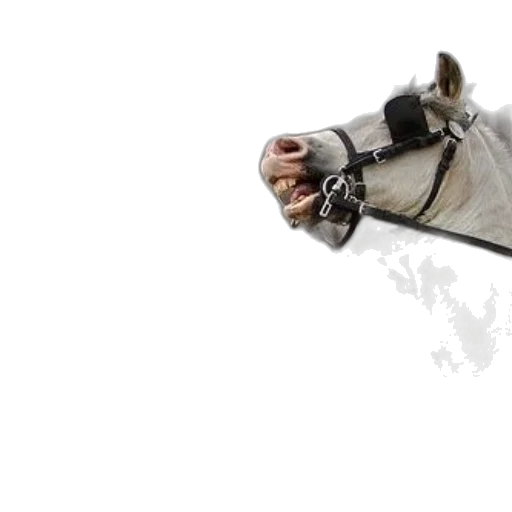 animal, sword, staff, weapon transparent PNG cut-out
