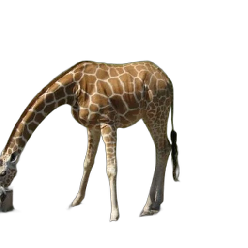 animal, creature, weapon, staff transparent PNG cut-out