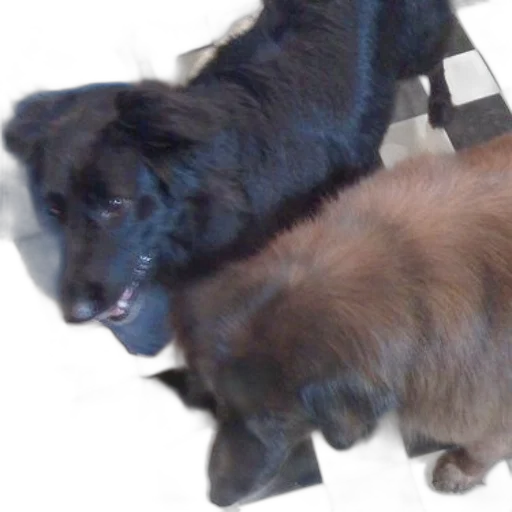 animal, creature, hair, staff transparent PNG cut-out