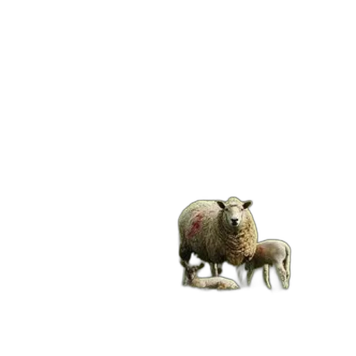 animal, creature, furniture, food transparent PNG cut-out