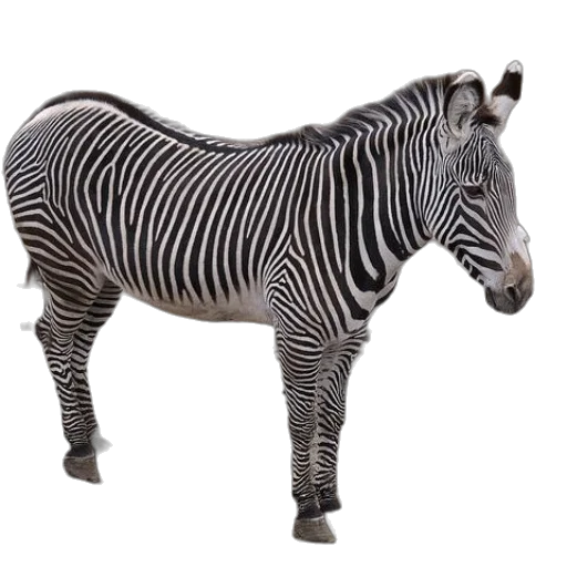 animal, creature, furniture, jewelry transparent PNG cut-out