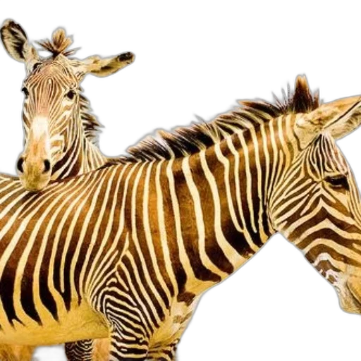 animal, creature, weapon, photorealistic transparent PNG cut-out