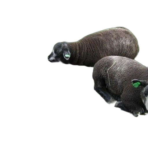 hair, animal, creature, hat transparent PNG cut-out