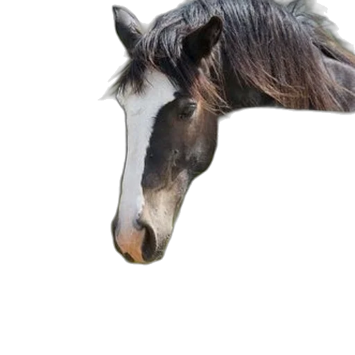 animal, creature, hat, hair transparent PNG cut-out