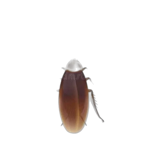 animal, creature, hair, crown transparent PNG cut-out