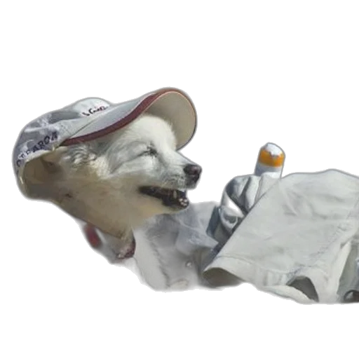 hat, robot, bottle, shoes transparent PNG cut-out