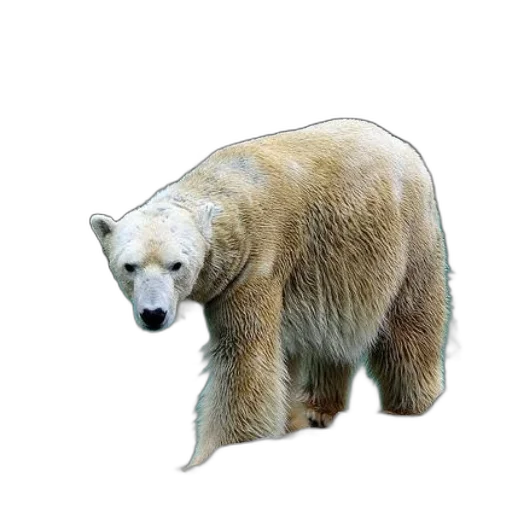 animal, creature, face, staff transparent PNG cut-out
