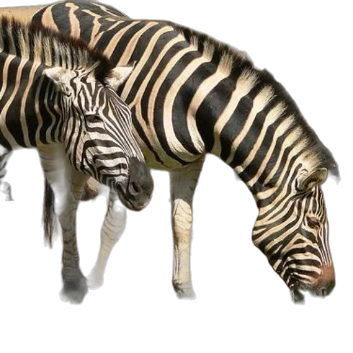 animal, creature, staff, 3d render transparent PNG cut-out