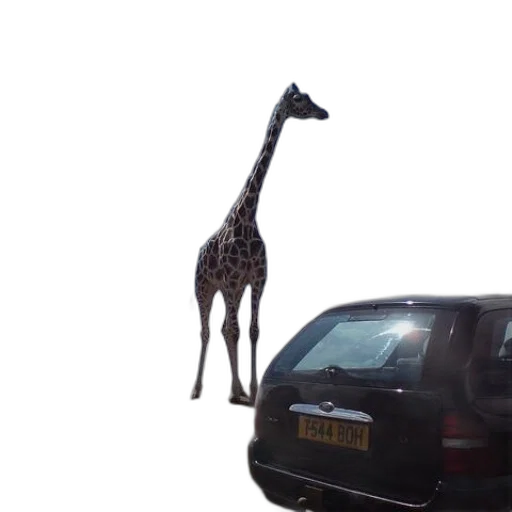 car, animal, creature, 3d render transparent PNG cut-out