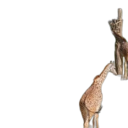 animal, crown, staff, creature transparent PNG cut-out
